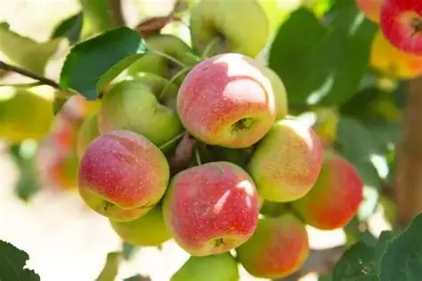 苹果种植技术分类